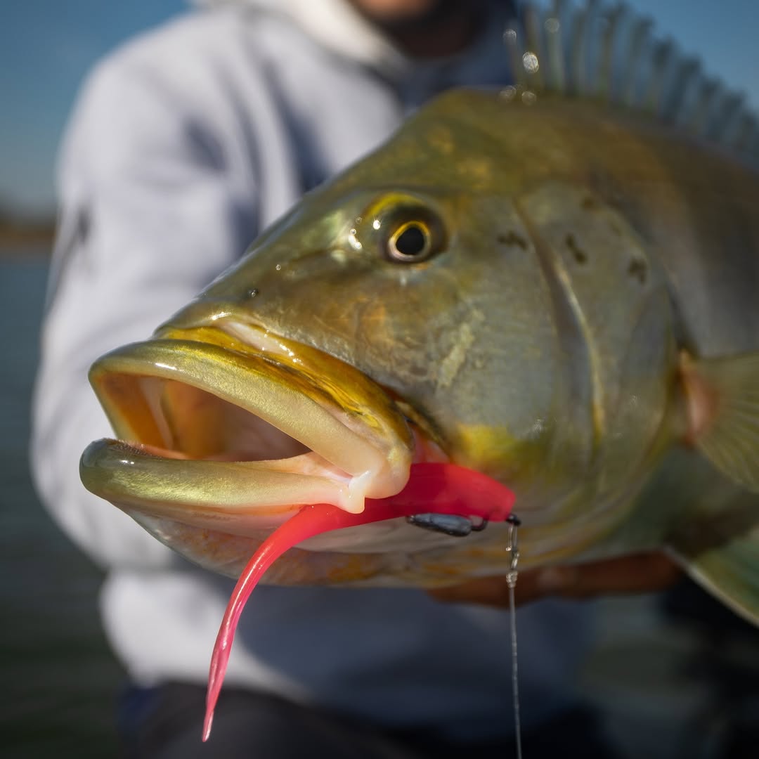 Isca Soft FIT SHAD Lopes - 11 cm / 3 UND - PINK