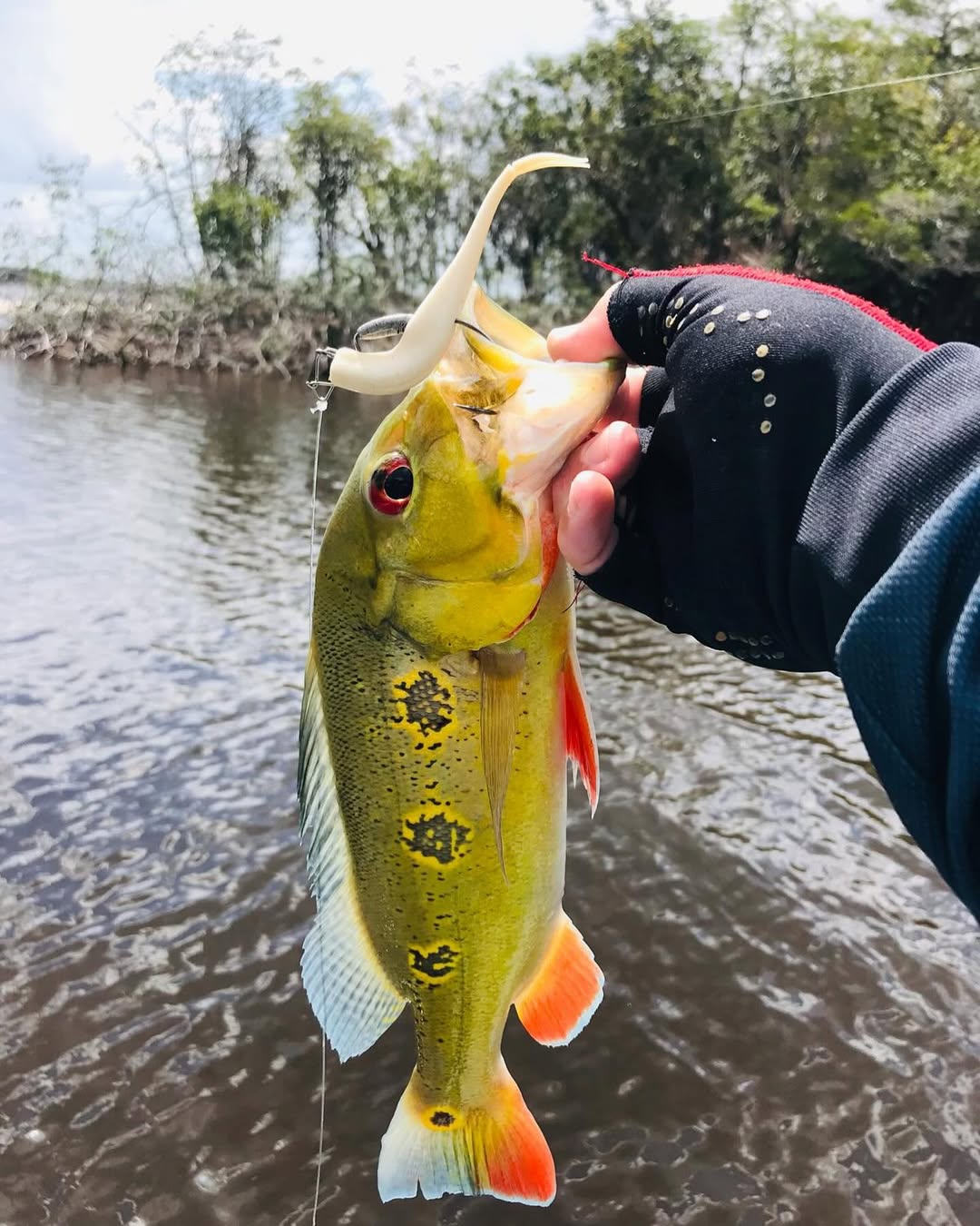 Isca Soft FIT SHAD Lopes - 13 cm / 3 UND - PÉROLA