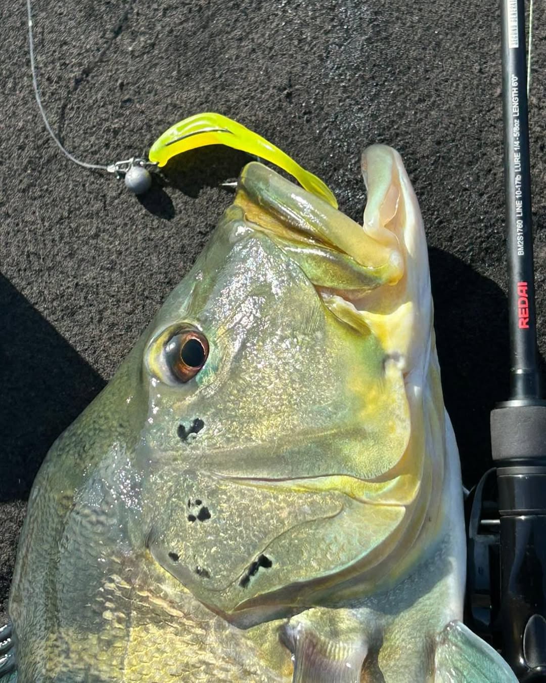 Isca Soft FIT SHAD Lopes - 11 cm / 3 UND - MELLOW